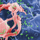 Image: CDC